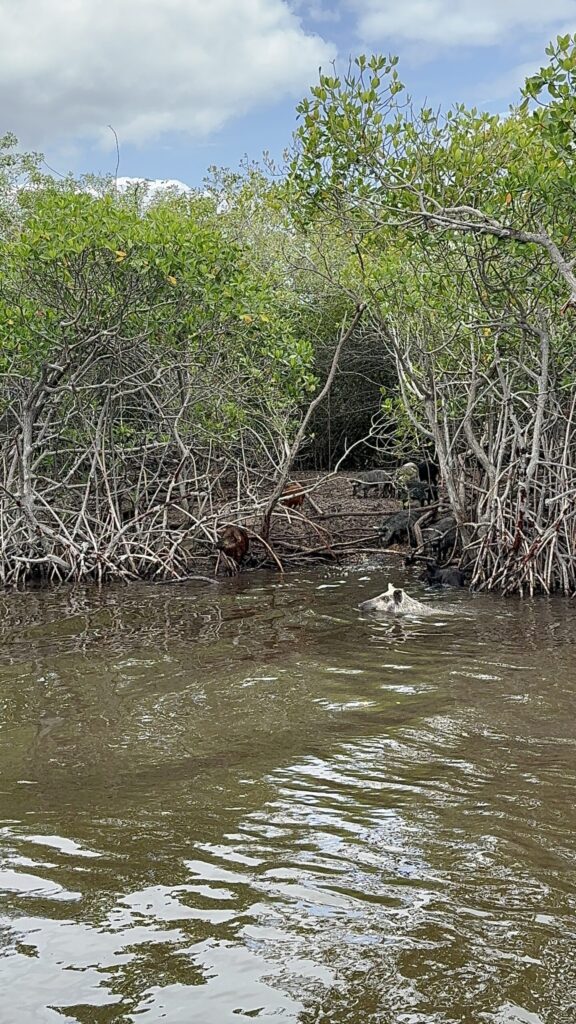 Our 6-Day Itinerary to Florida's 3 National Parks pigs swimming in the water with piglets on the shore in everglades city florida